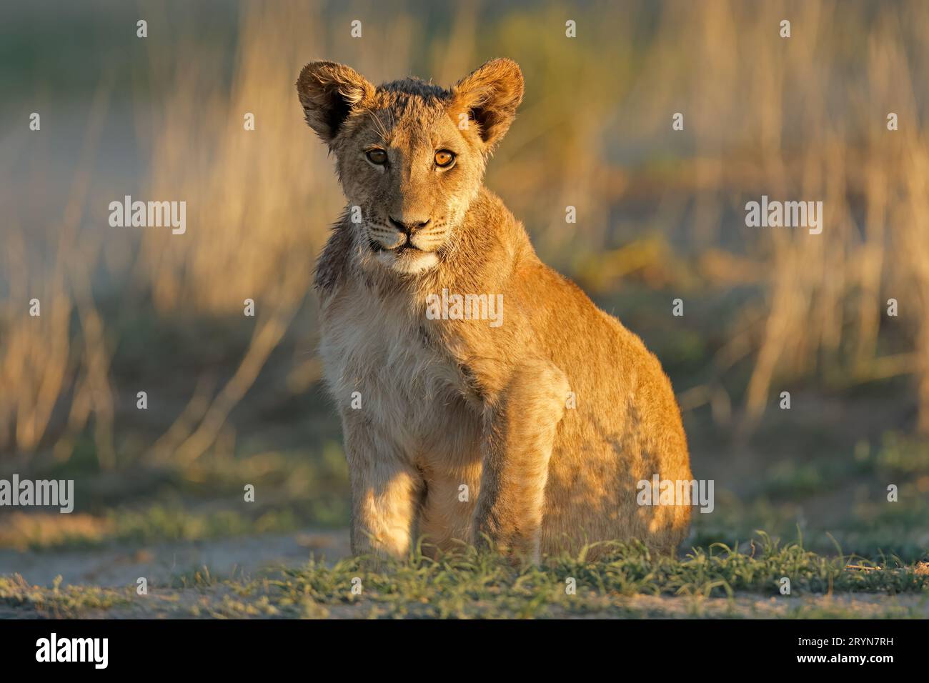 Cucciolo di leone africano (Panthera leo) nel tardo pomeriggio, deserto del Kalahari, Sudafrica Foto Stock