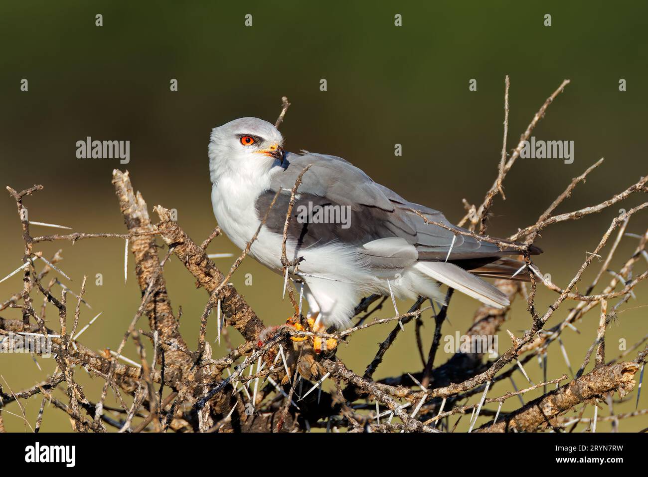 Un aquilone dalle spalle nere (Elanus caeruleus) arroccato su un albero con preda, Sudafrica Foto Stock
