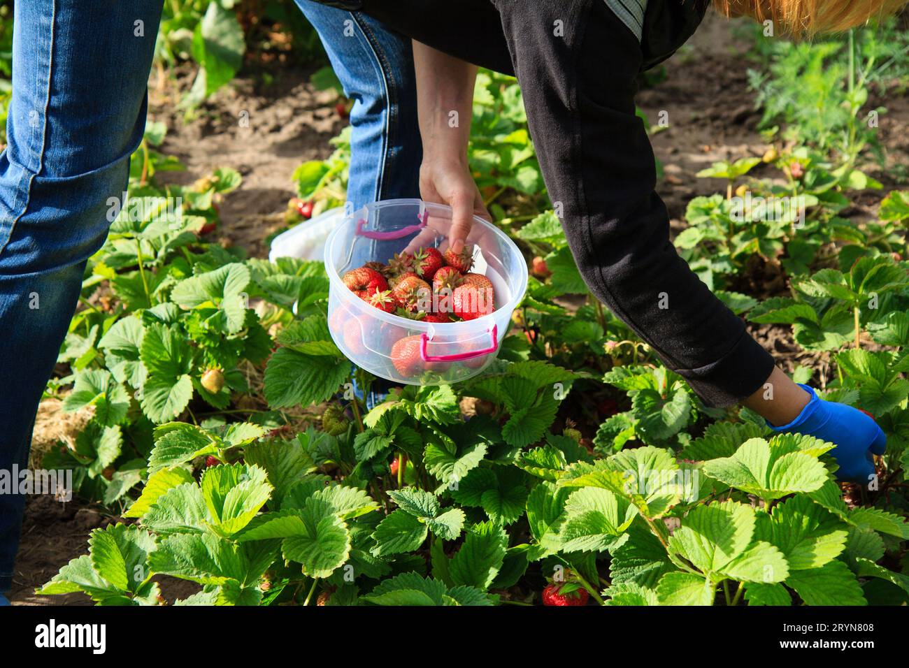 L'agricoltore sta raccogliendo fragole rosse mature nel recipiente di plastica Foto Stock