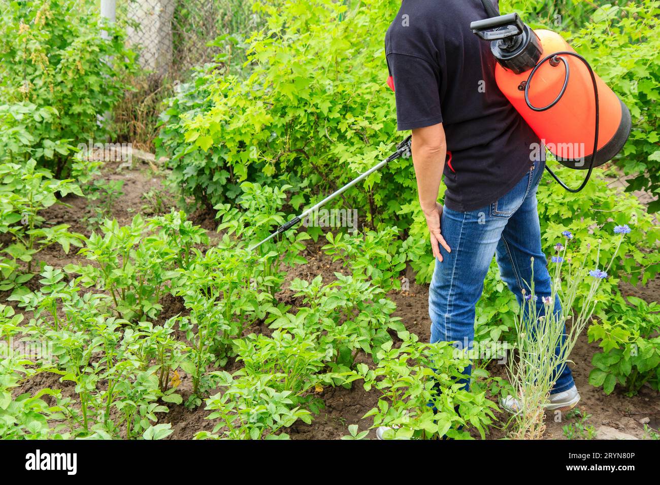 Proteggere le piante di patate da malattie fungine o vermi utilizzando lo spruzzatore Foto Stock