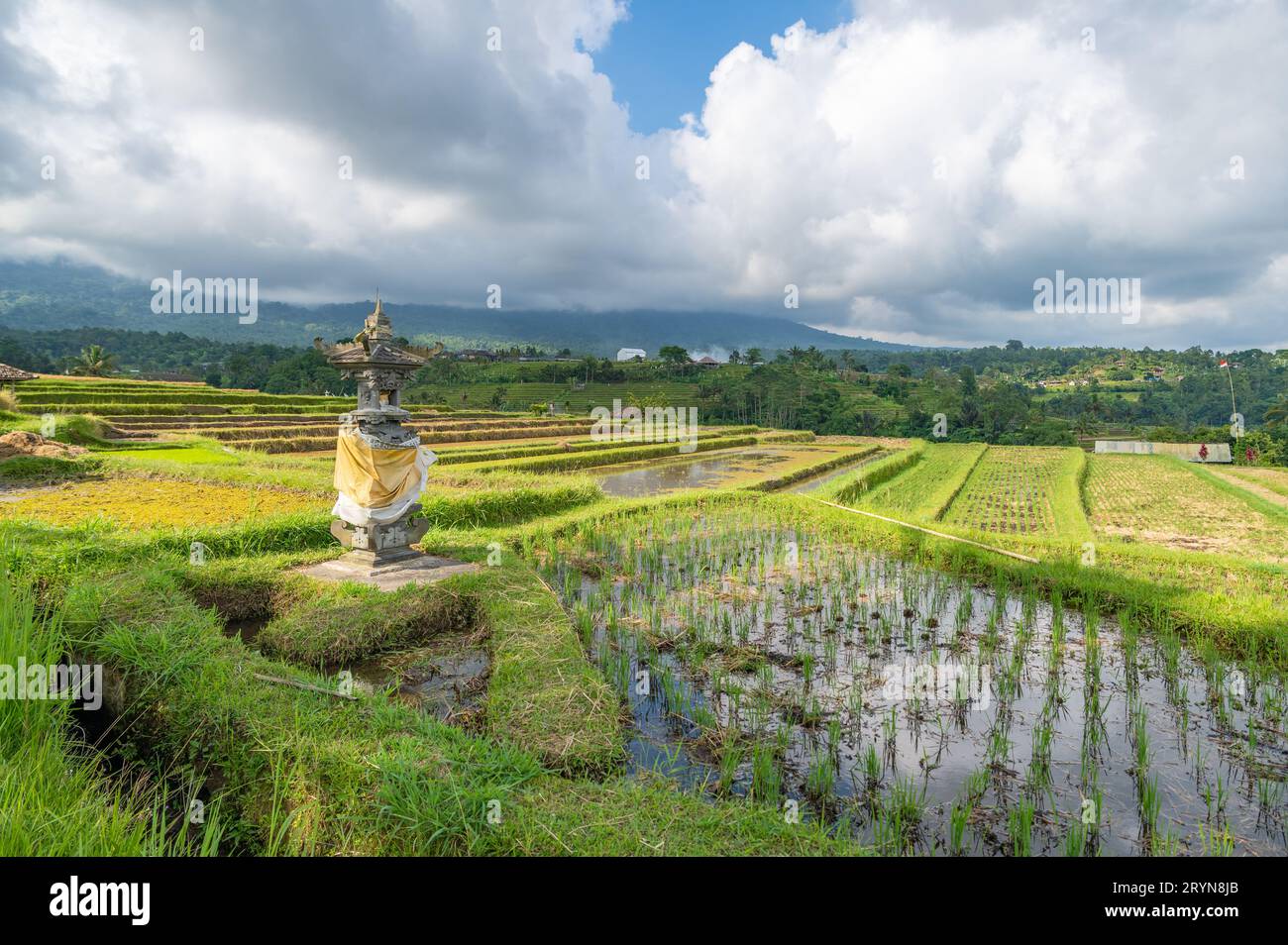 Terrazze di riso di Jatiluwih a Bali, Indonesia Foto Stock