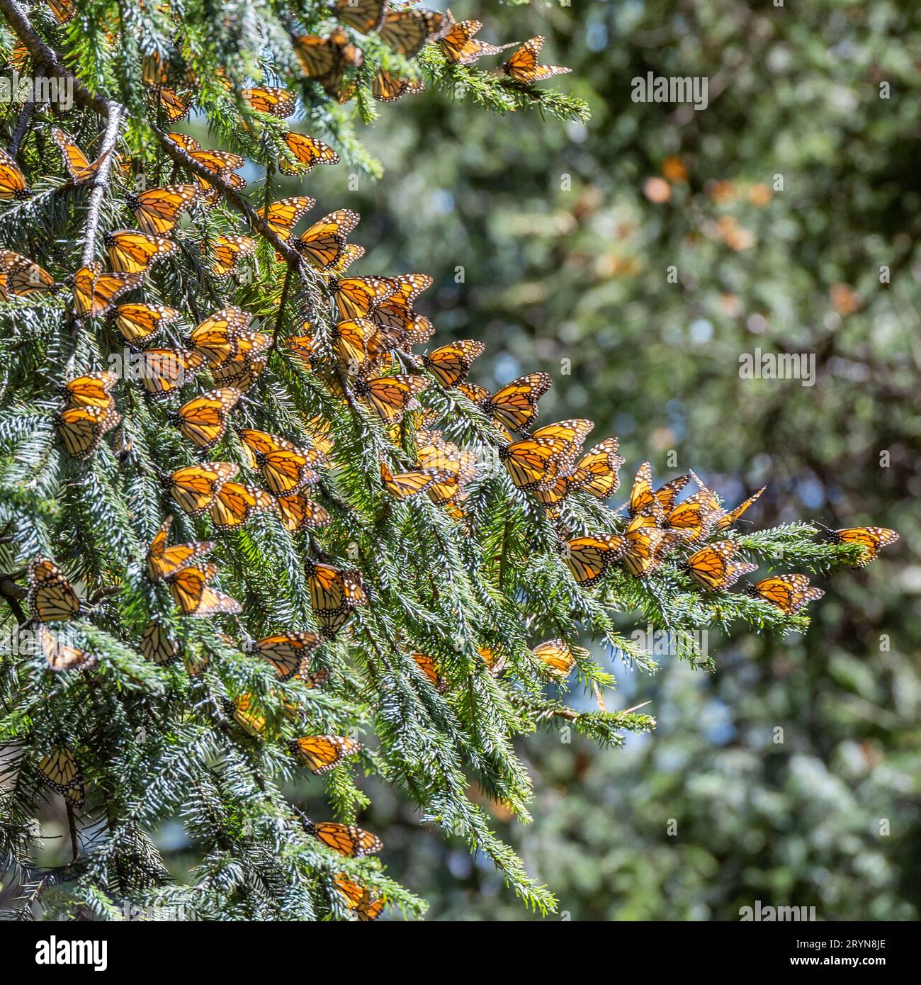 Riserva Monarch Butterfly Biosfera a Michoacan, Messico Foto Stock