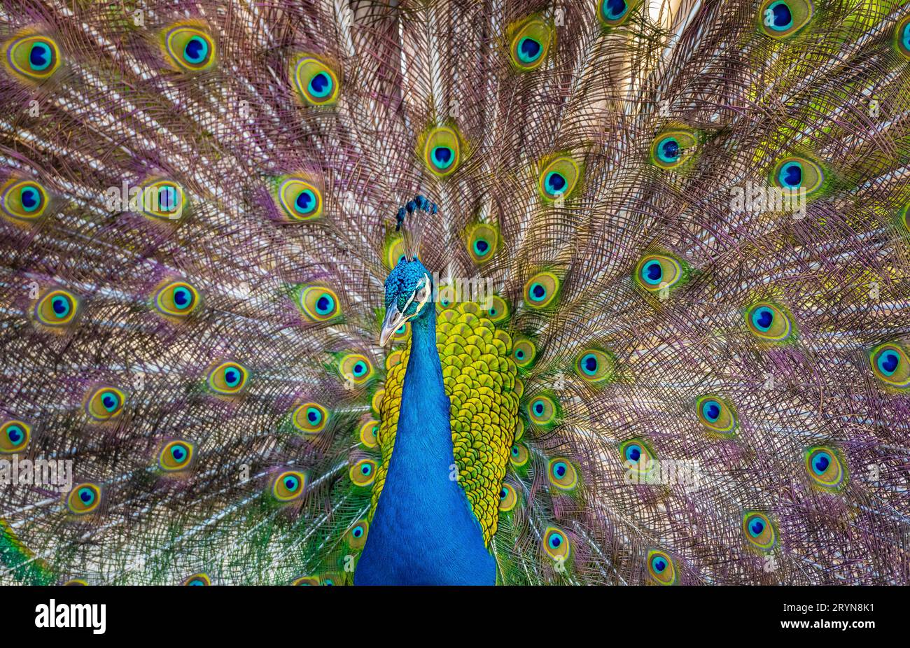Bella peacockÂ indiana che mostra la sua coda Foto Stock