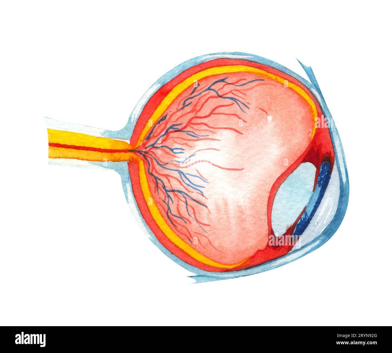Acquerello anatomia occhio umano su sfondo bianco. Foto Stock