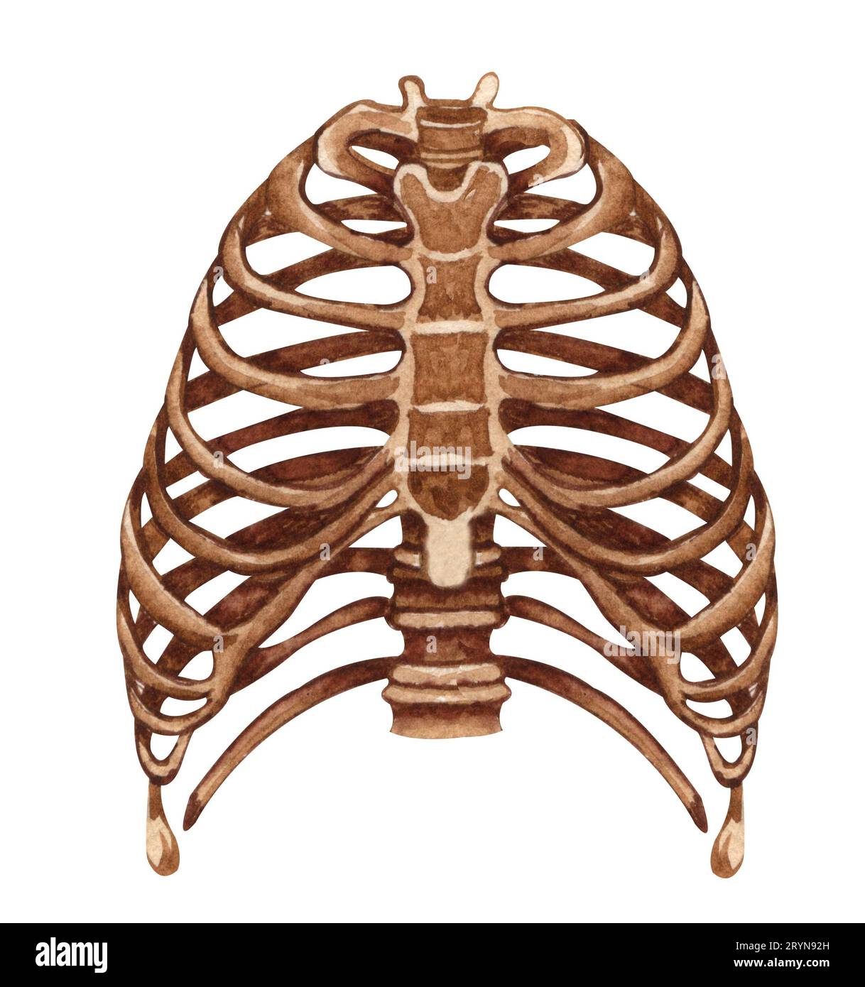 Struttura scheletrica umana acquerello. Gabbia delle nervature. Anatomia e medicina. Illustrazione ortopedica Foto Stock