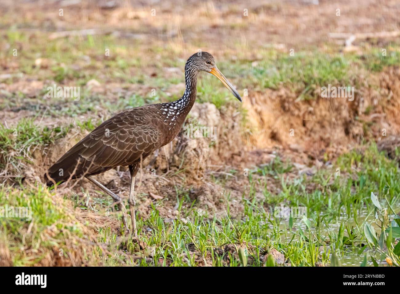 Vista laterale di un Limpkin su terreno erboso, Pantanal Wetlands, Mato Grosso, Brasile Foto Stock