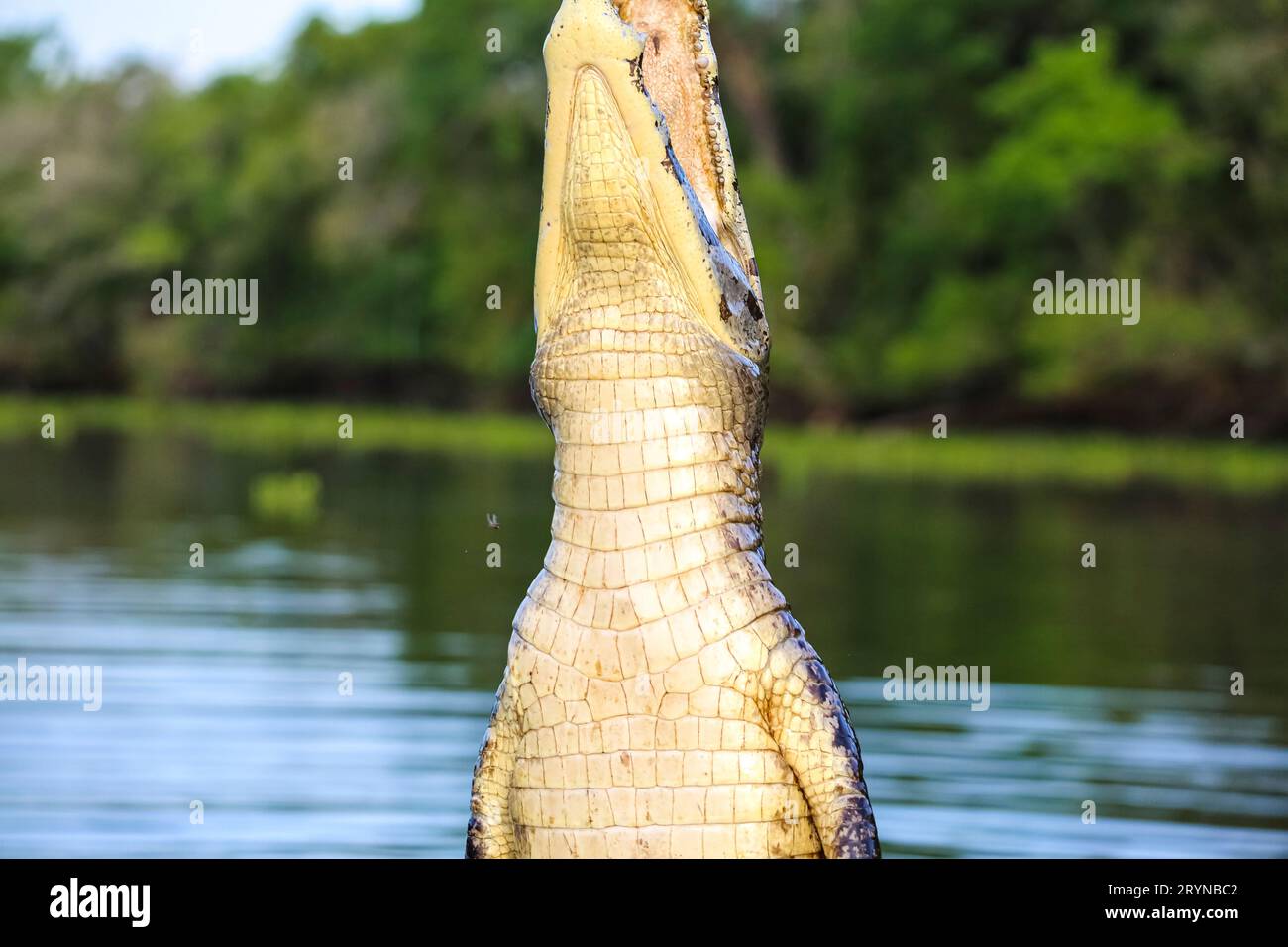 Yacare Caiman saltando fuori dall'acqua per catturare pesci, Pantanal Wetlands, Mato Grosso, Brasile Foto Stock