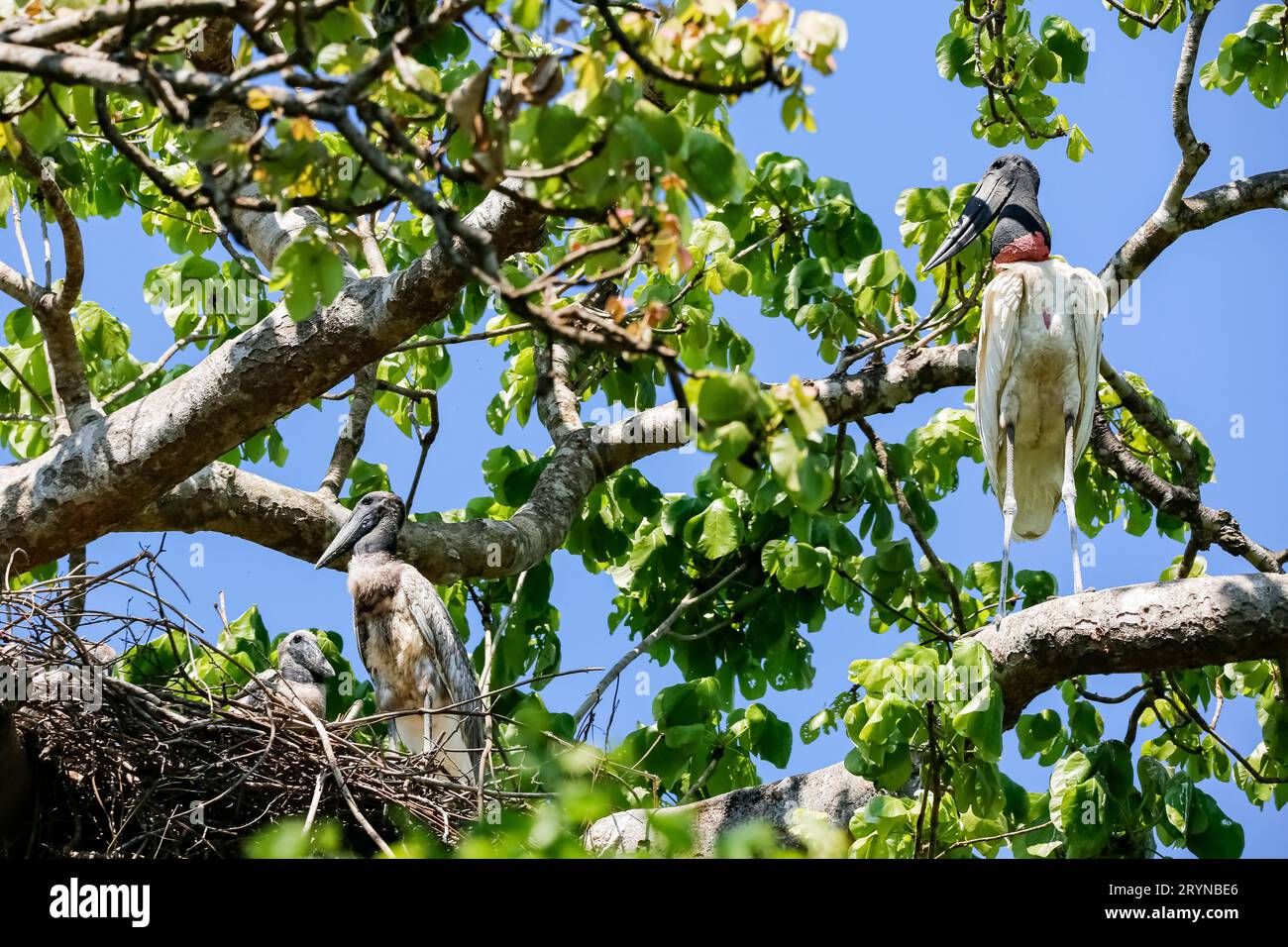 Jabiru cicogna guardando il suo giovane nel nido in un albero, Pantanal Wetlands, Mato Grosso, Brasile Foto Stock