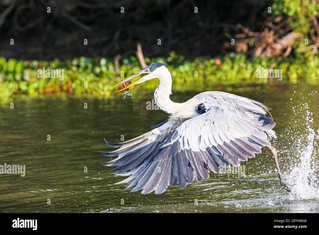 L'airone Cocoi che cattura un Pirhana in volo sopra un fiume, le ali giù, le paludi Pantanal, Mato grosso, B. Foto Stock