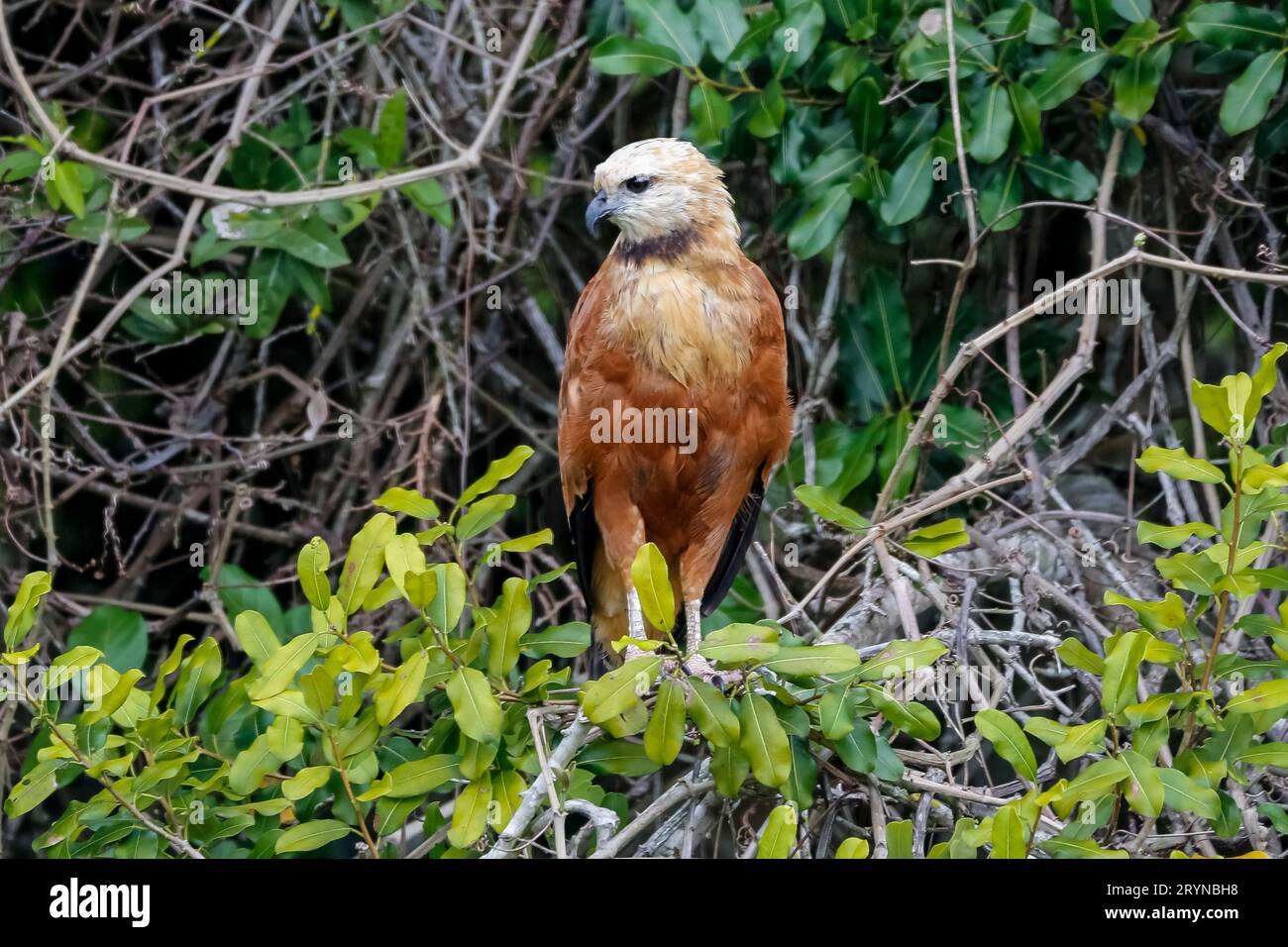 Primo piano di un falco dal colletto nero appollaiato su un ramo su sfondo verde, guardando a sinistra, Foto Stock