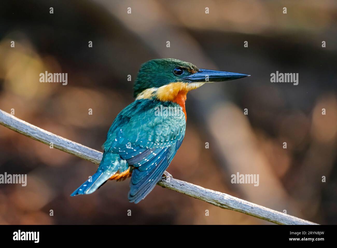 Kingfisher verde e rufo arroccato su un ramo, Pantanal Wetlands, Mato grosso, Brasile Foto Stock