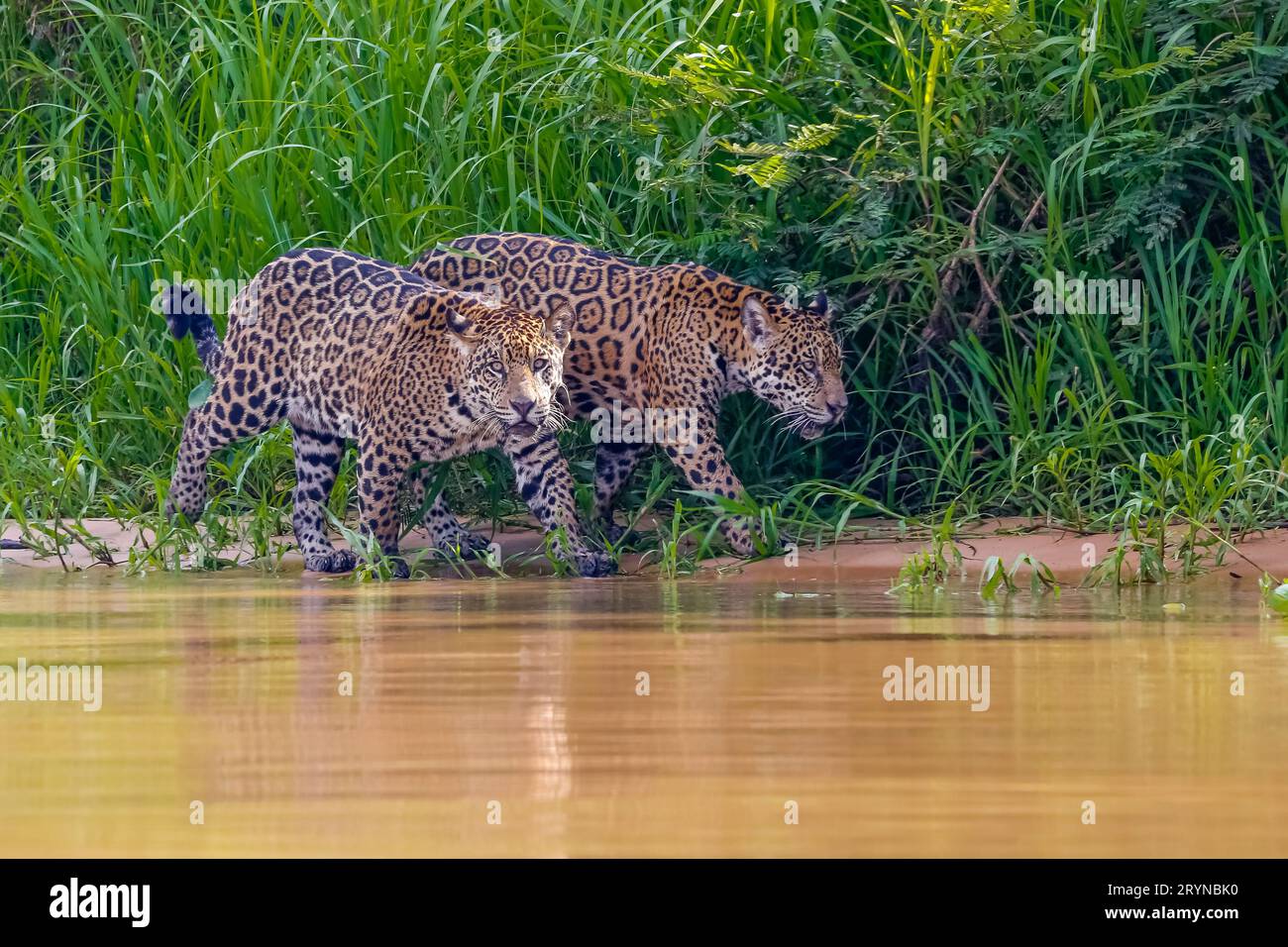 Primo piano di due fratelli Jaguar che camminano lungo il bordo del fiume su sfondo verde, uno di fronte al Foto Stock