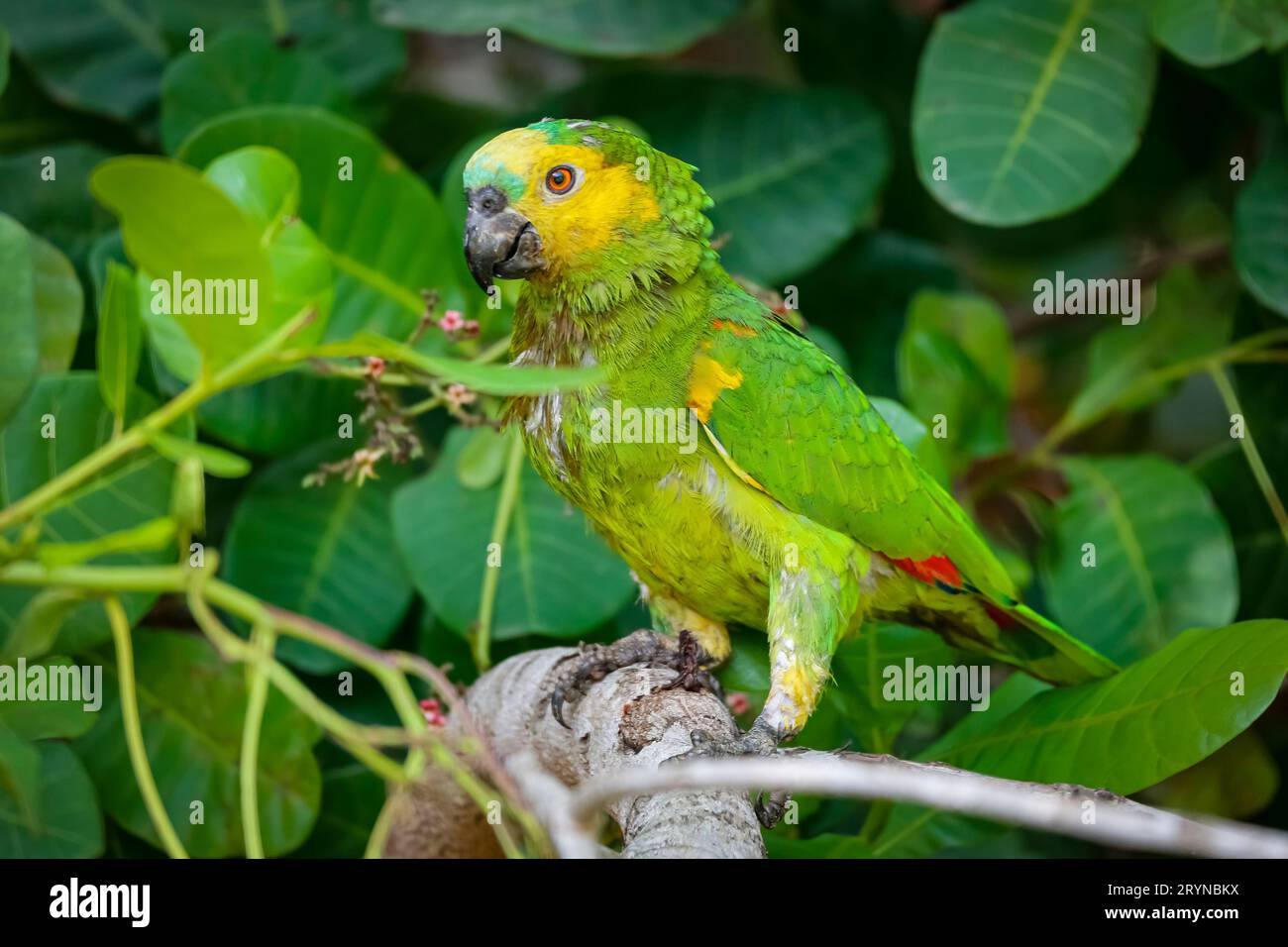 Pappagallo colorato con fronte blu arroccato su un ramo sullo sfondo di foglie verdi, Pantanal Wetlands, Foto Stock