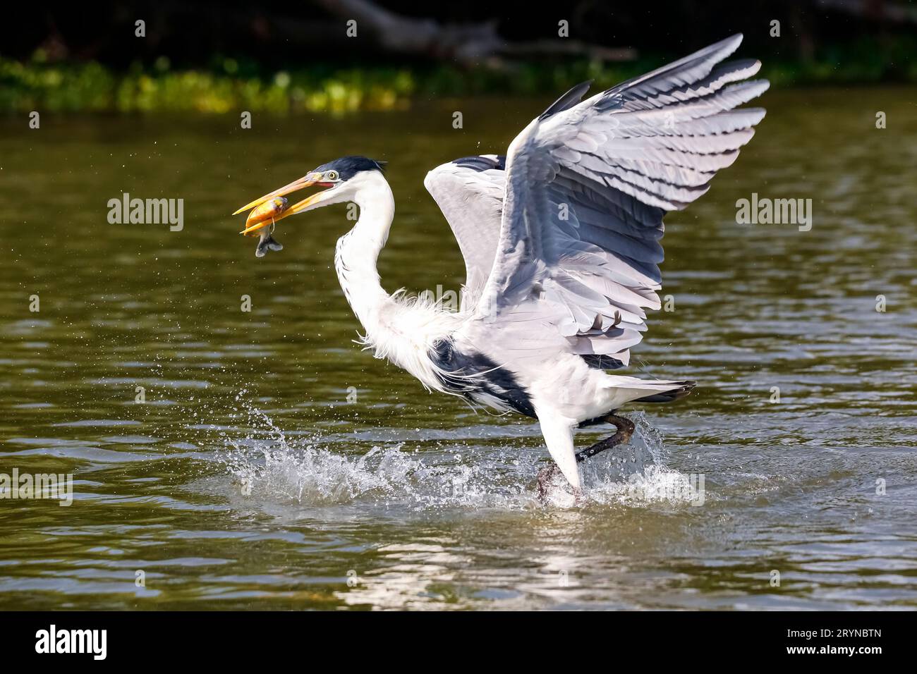Cocoi Heron cattura un Pirhana in volo sulla superficie del fiume, Pantanal Wetlands, Mato Grosso, Brasile Foto Stock