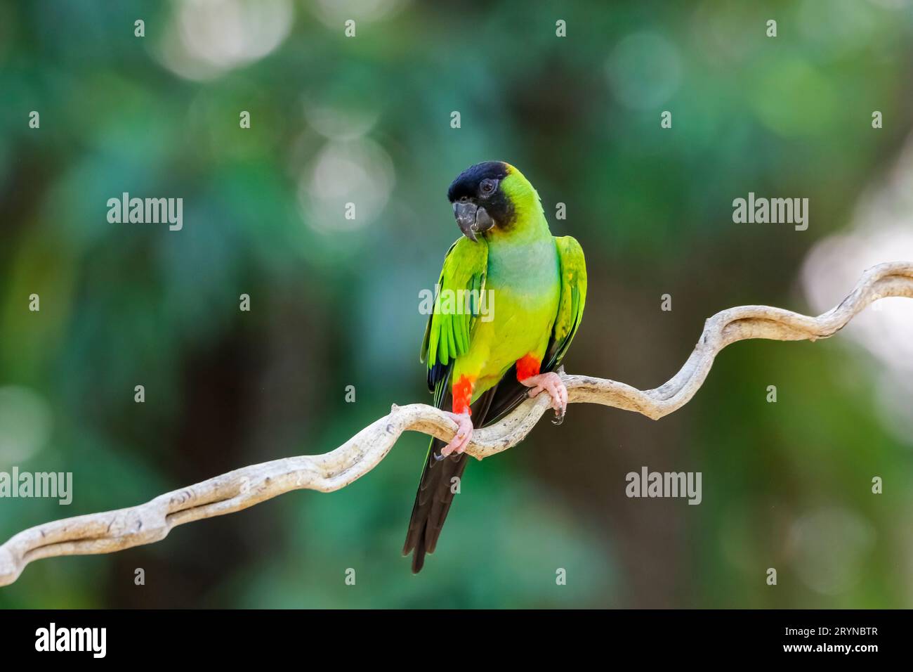 Nanday Parakeet arroccato su un ramo su sfondo naturale sfocato, Pantanal Wetlands, Mato GR Foto Stock