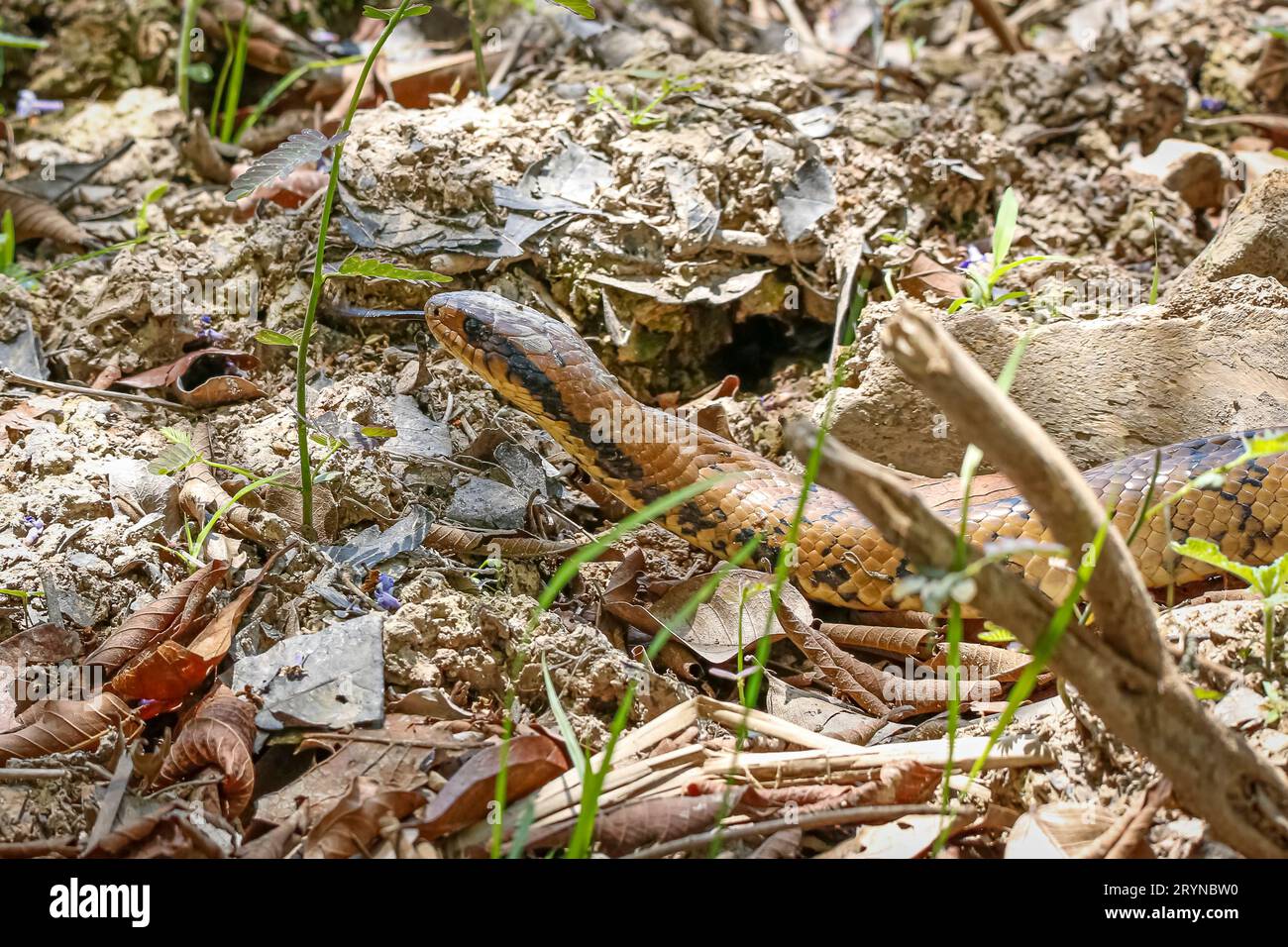 Primo piano di Brazilian False Water Cobra On. Terreno fangoso, leccare, Pantanal Wetlands, Mato grosso, B. Foto Stock