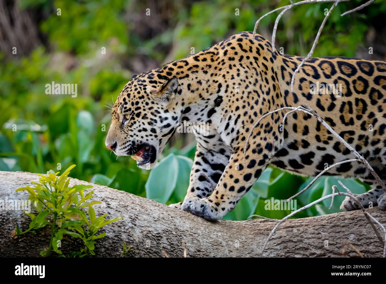 Primo piano di una magnifica Jaguar in piedi in un comportamento minaccioso su un tronco di albero, Pantanal Wetlands Foto Stock