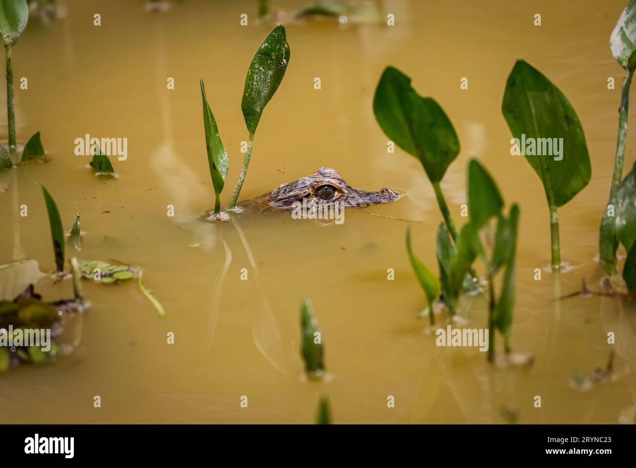 Testa di un piccolo caiman Yacare sulla superficie di un fiume fangoso con alcune piante verdi, Pantanal Wetlands, Foto Stock