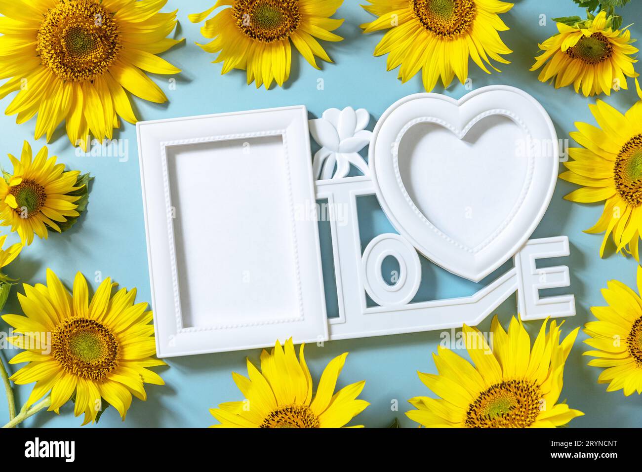 Cornice fotografica, cornice fotografica girasole con spazio di copia su sfondo blu pastello. Foto Stock