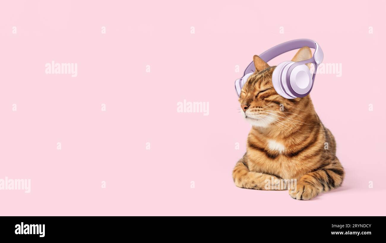 Simpatico gatto di zenzero con cuffie su sfondo rosa, copia uno striscione spaziale o ascolta la musica Foto Stock