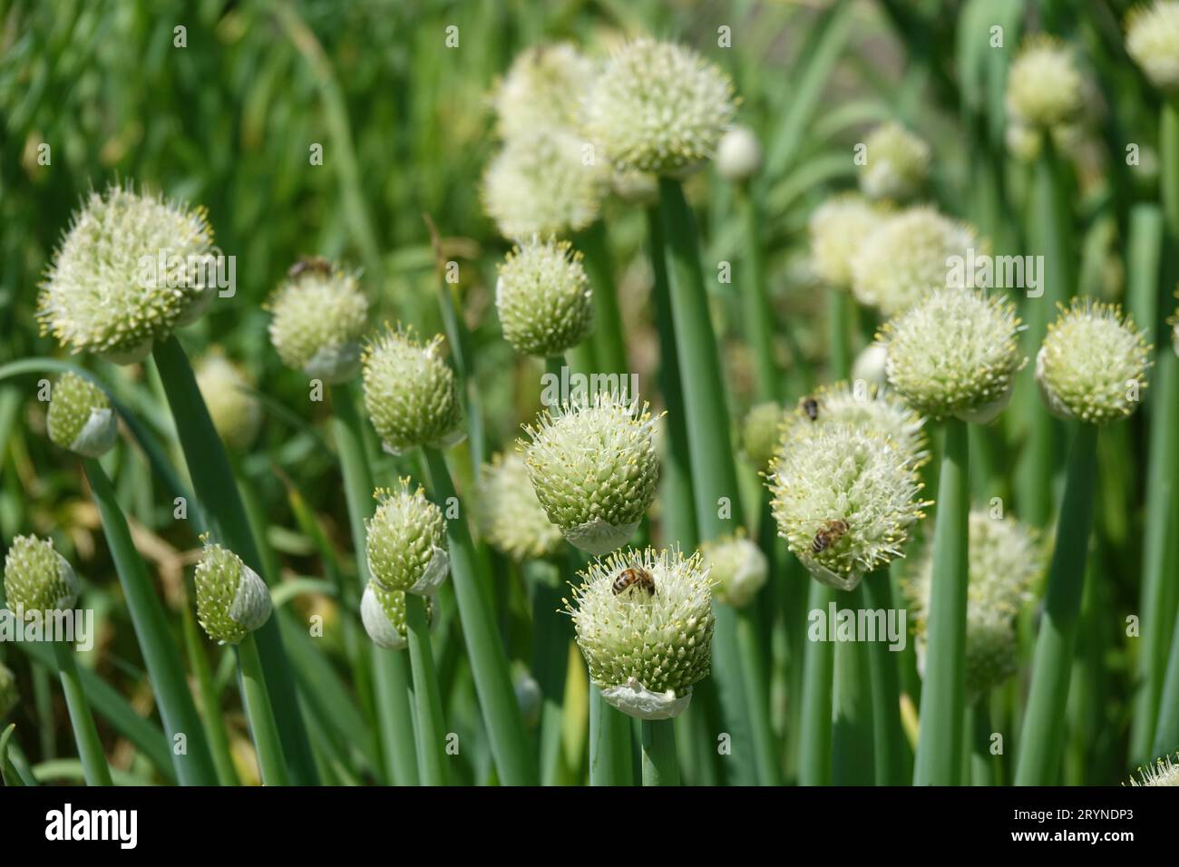 Allium cepa, cipolla, con le api Foto Stock