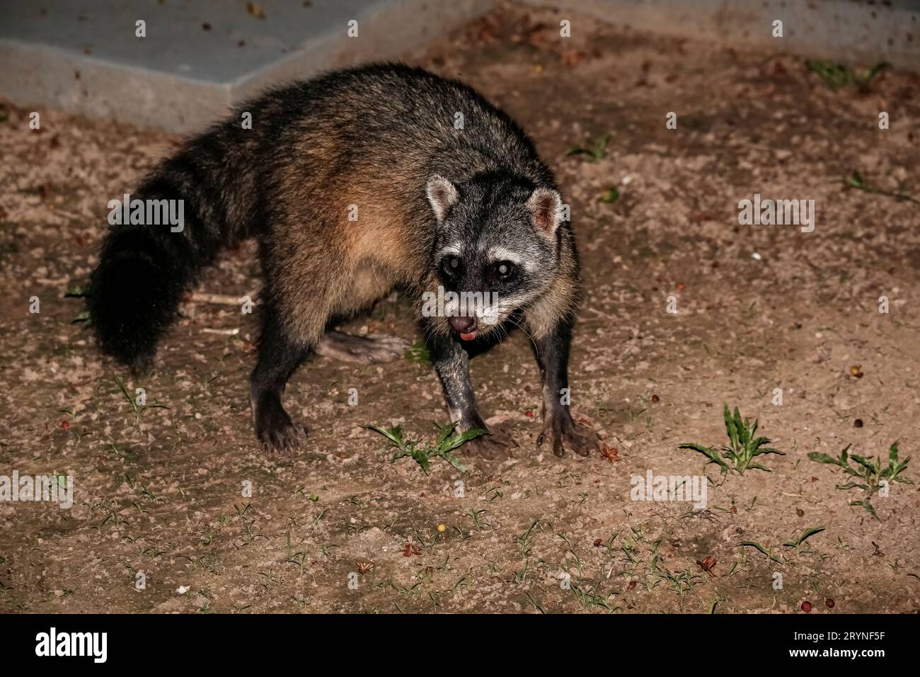 Crab Eating Racoon guardando alla macchina fotografica, Pantanal Wetlands, Mato Grosso, Brasile Foto Stock