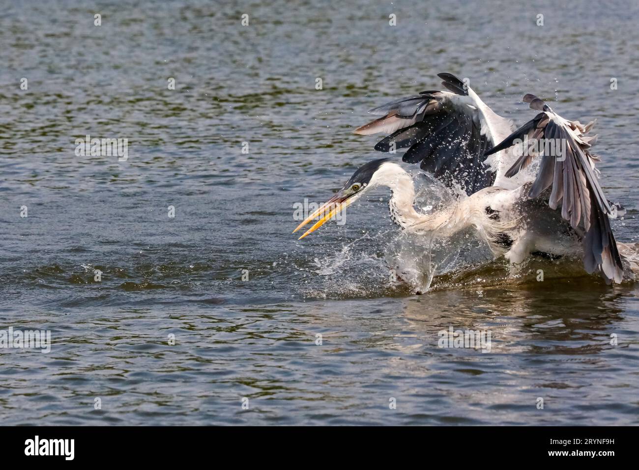 Cocoi Heron sbarco in superficie per la cattura di pesci, ali, Pantanal Wetlands, Mato Grosso, Brasile Foto Stock