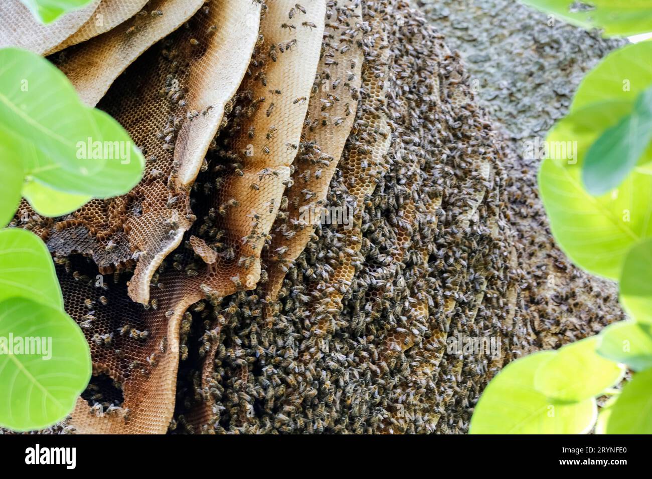 Primo piano di un nido di api selvatiche in un albero con foglie verdi, Pantanal Wetlands, Mato Grosso, Brasile Foto Stock
