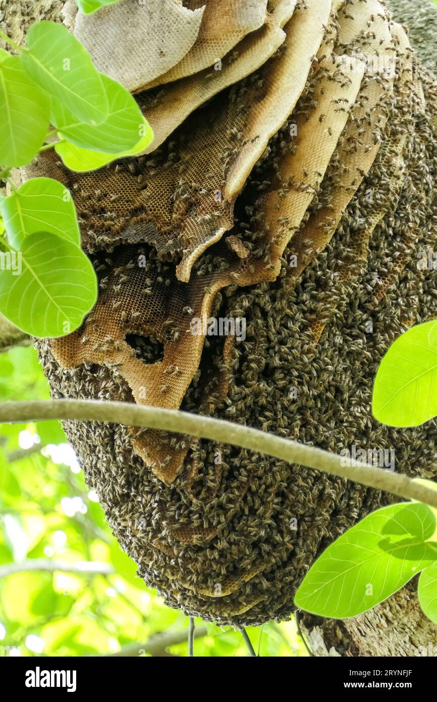 Primo piano di un nido di api selvatiche in un albero con foglie verdi, Pantanal Wetlands, Mato Grosso, Brasile Foto Stock