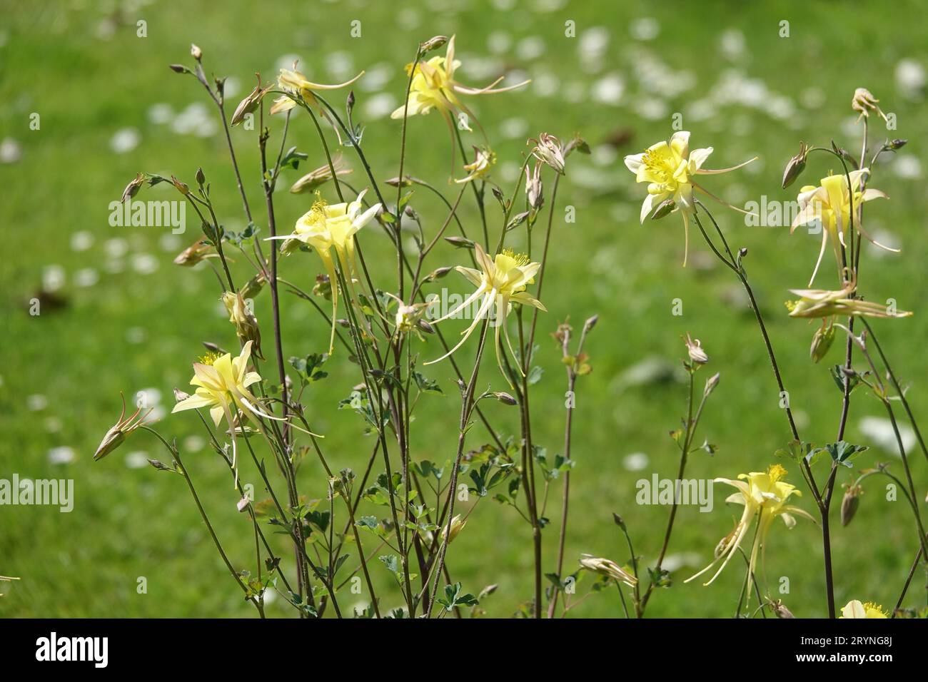 Aquilegia chrysantha, colombina gialla Foto Stock