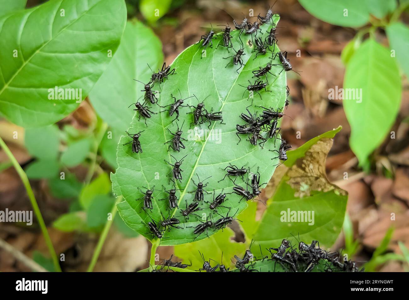 Primo piano di piccole Grasshoppers scure su foglie verdi, Pantanal Wetlands, Mato grosso, Brasile Foto Stock