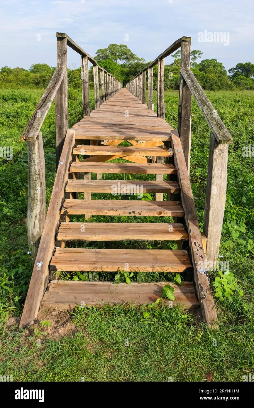 Passeggiata in legno sulla zona paludosa, Pantanal Wetlands, Mato Grosso, Brasile Foto Stock