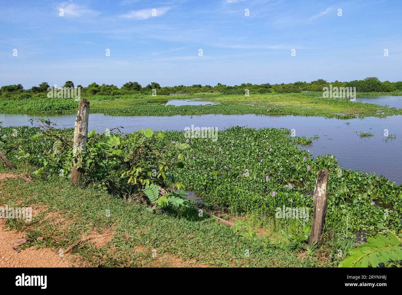 Vista su una laguna con piante d'acqua al sole che serpeggiano attraverso le paludi Pantanal, Mato grosso Foto Stock