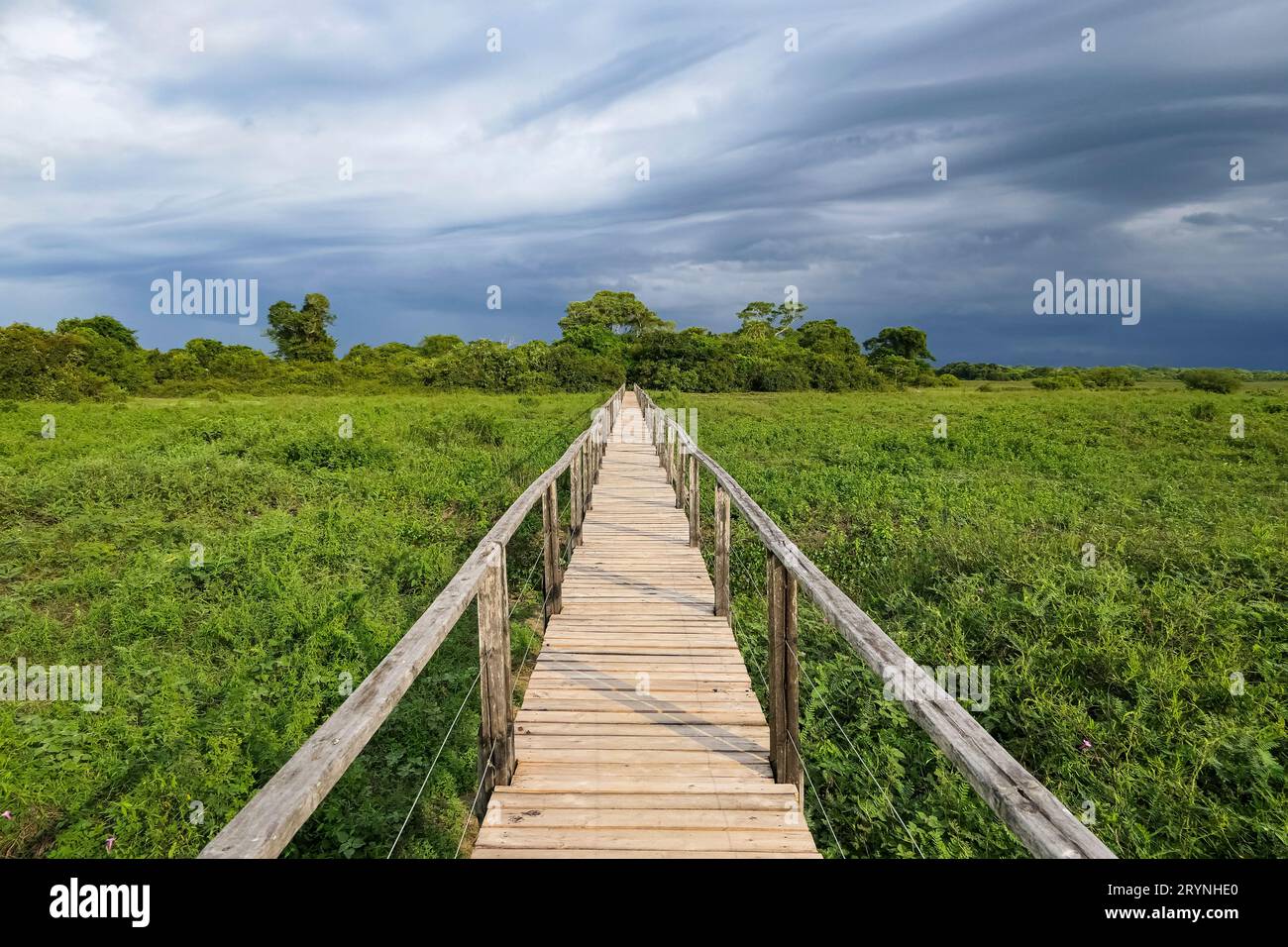 Passerella in legno sulla zona paludosa che conduce all'orizzonte, Pantanal Wetlands, Mato Grosso, Brasile Foto Stock