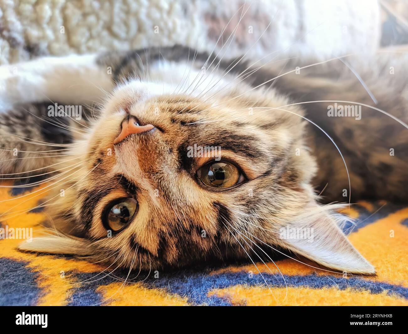 Un gatto simpatico si stende sulla schiena sul letto al sole del mattino Foto Stock