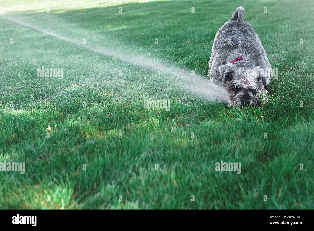 Wet Happy cucciolo cane schnauzer animale domestico giocare con acqua, bere da sprinkler in una calda giornata estiva Foto Stock