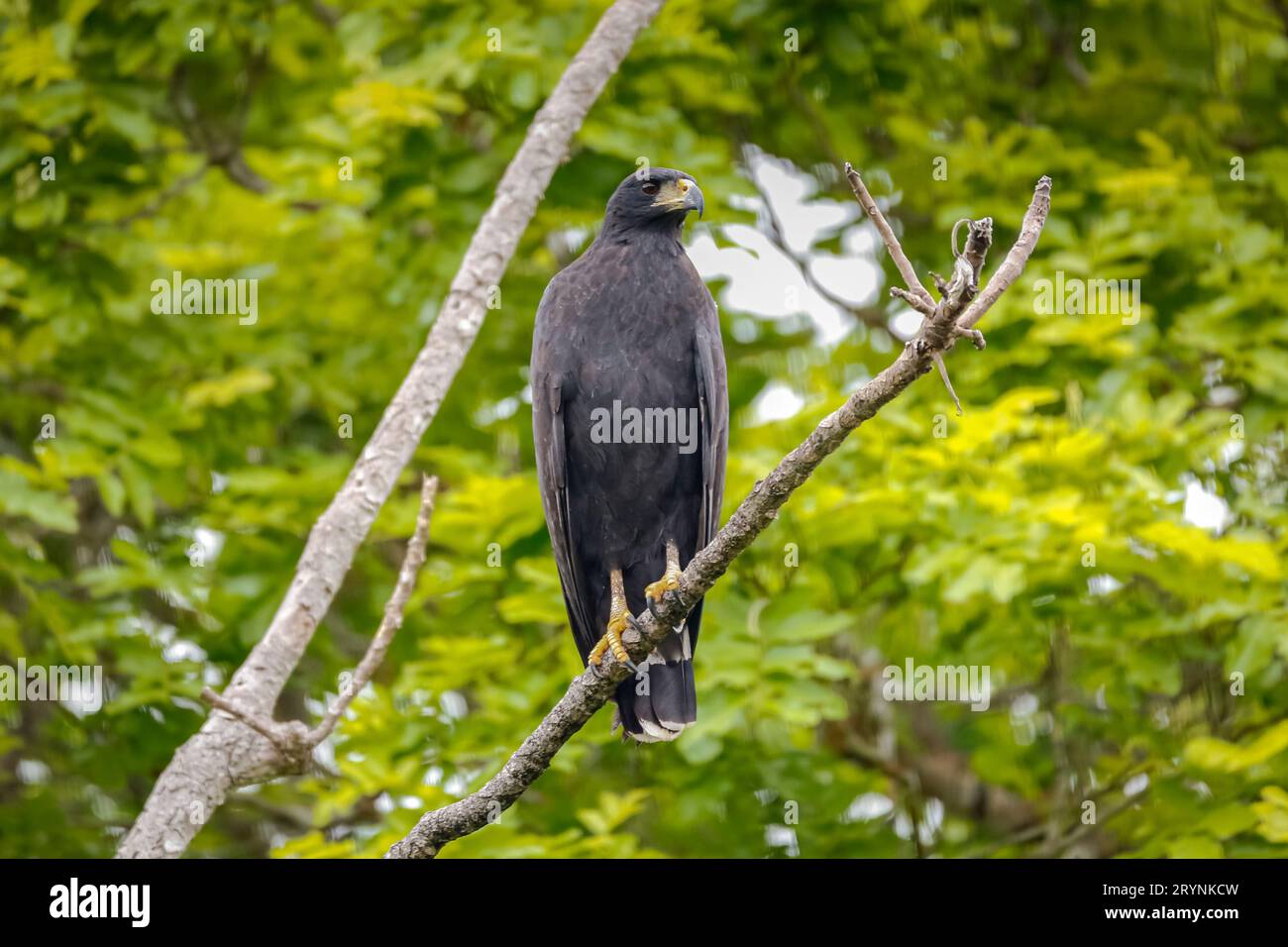 Grande falco nero arroccato su un ramo su sfondo verde, Pantanal Wetlands, Mato grosso, Brazi Foto Stock