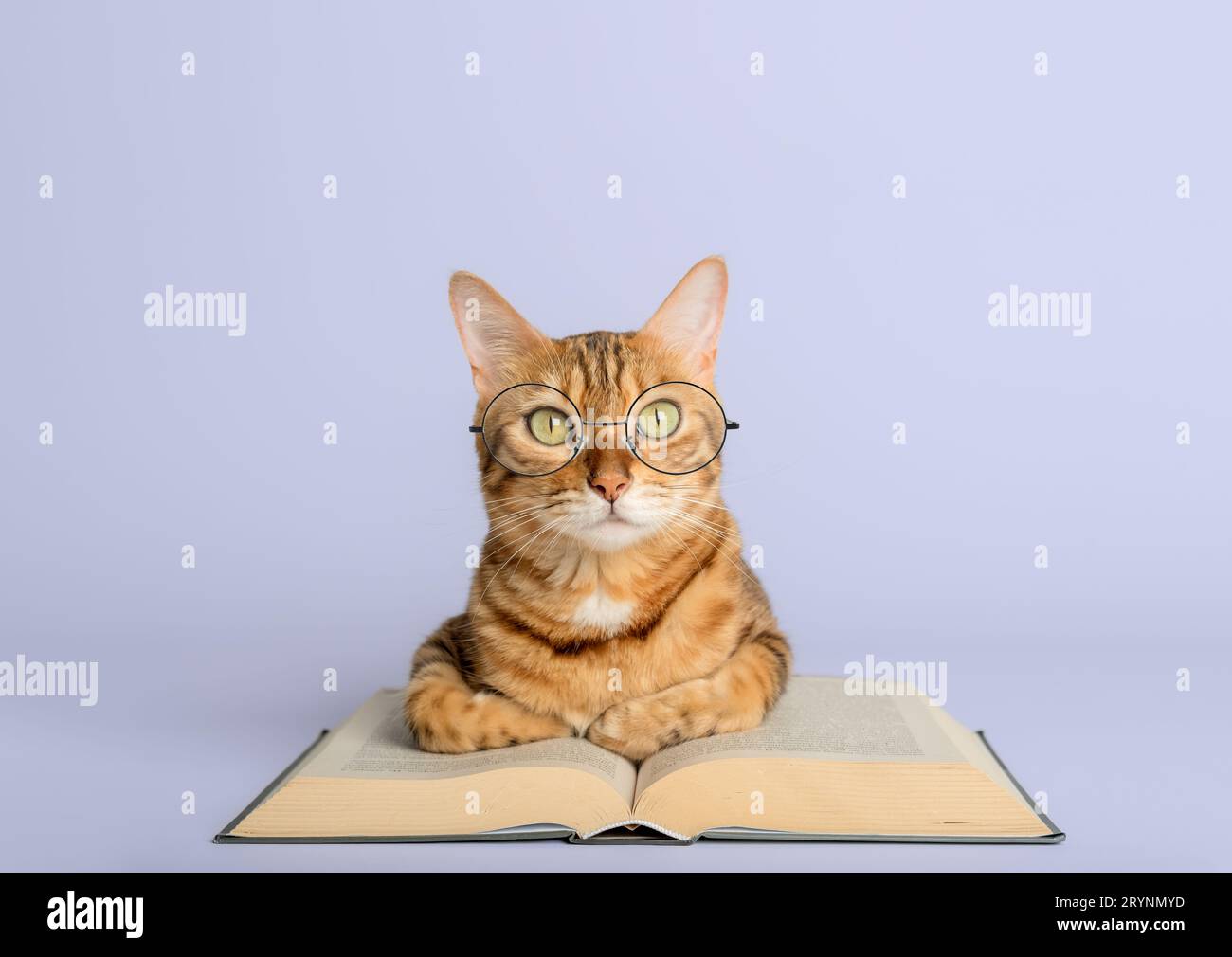Gatto intelligente del Bengala e libri su sfondo bianco. Foto Stock