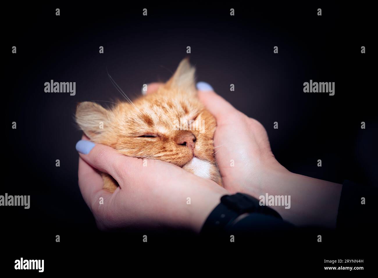 Museruola di un gatto mongrel rosso in mani femminili con una manicure blu su sfondo scuro Foto Stock