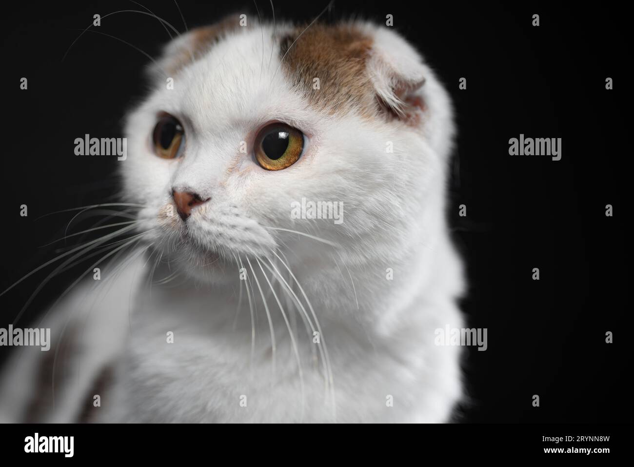 Il gatto scozzese è bianco con macchie di colore sedute su uno sfondo nero Foto Stock