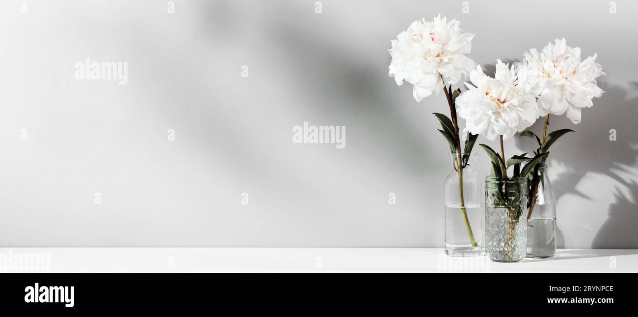 Eleganti fiori bianchi di peonie sullo sfondo della parete del tavolo. Banner floreale, ombre alla moda Foto Stock