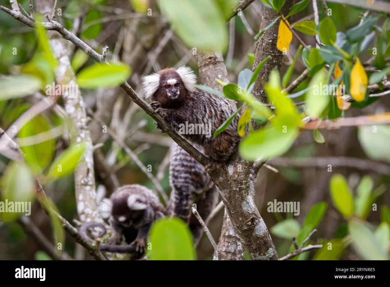 Marmosets comuni che si arrampicano in un albero verde, uno è di fronte macchina fotografica, Paraty, Brasile Foto Stock