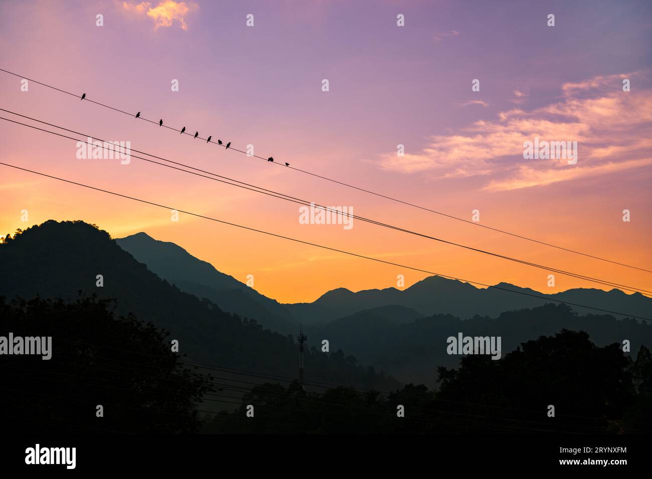 Stormo di uccelli seduti su una linea elettrica con tramonto e montagna sullo sfondo. Foto Stock
