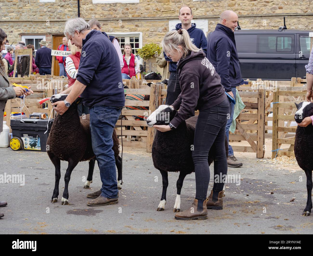 Pecore che giudicano alla Masham Sheep Fair Foto Stock