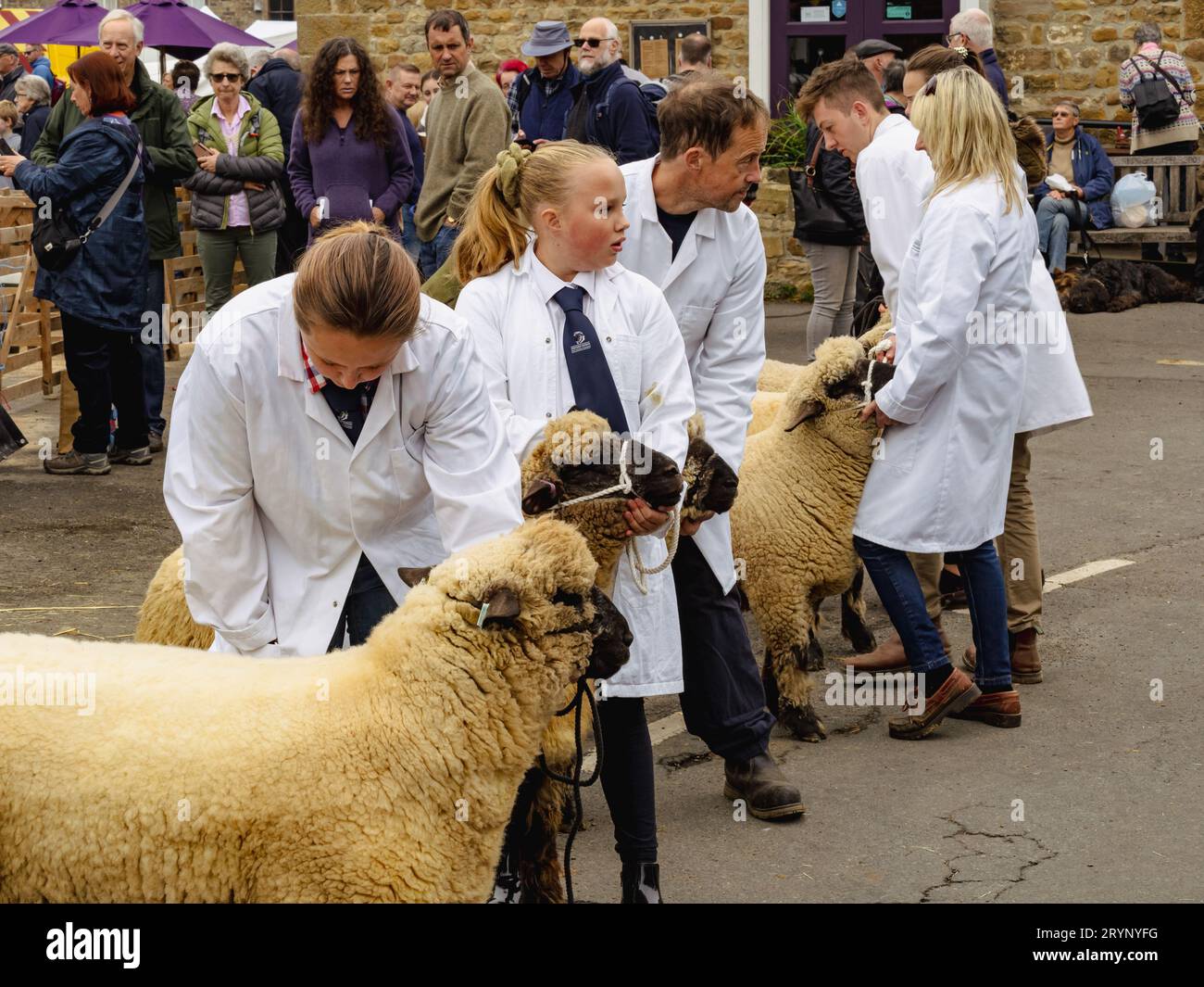 Pecore che giudicano alla Masham Sheep Fair Foto Stock