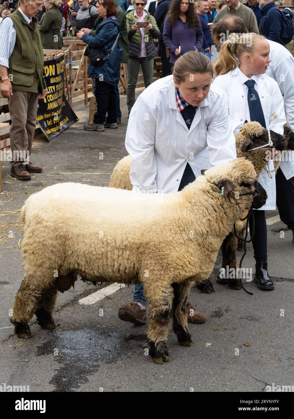 Pecore che giudicano alla Masham Sheep Fair Foto Stock
