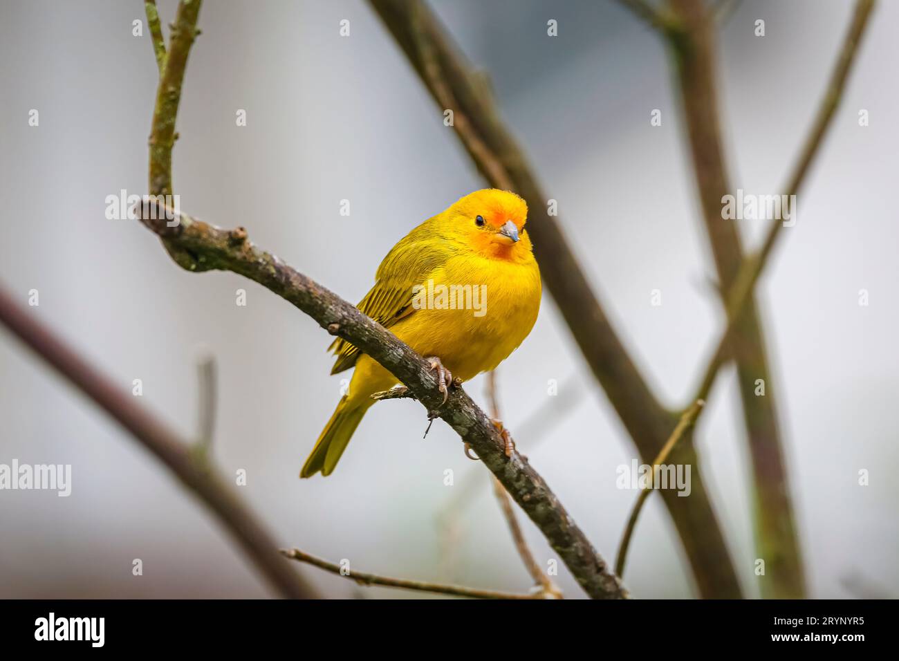 Splendido finch di zafferano arroccato su un ramo senza foglie su sfondo grigio sfocato, Serra da Mantiqueira, foresta atlantica, Foto Stock
