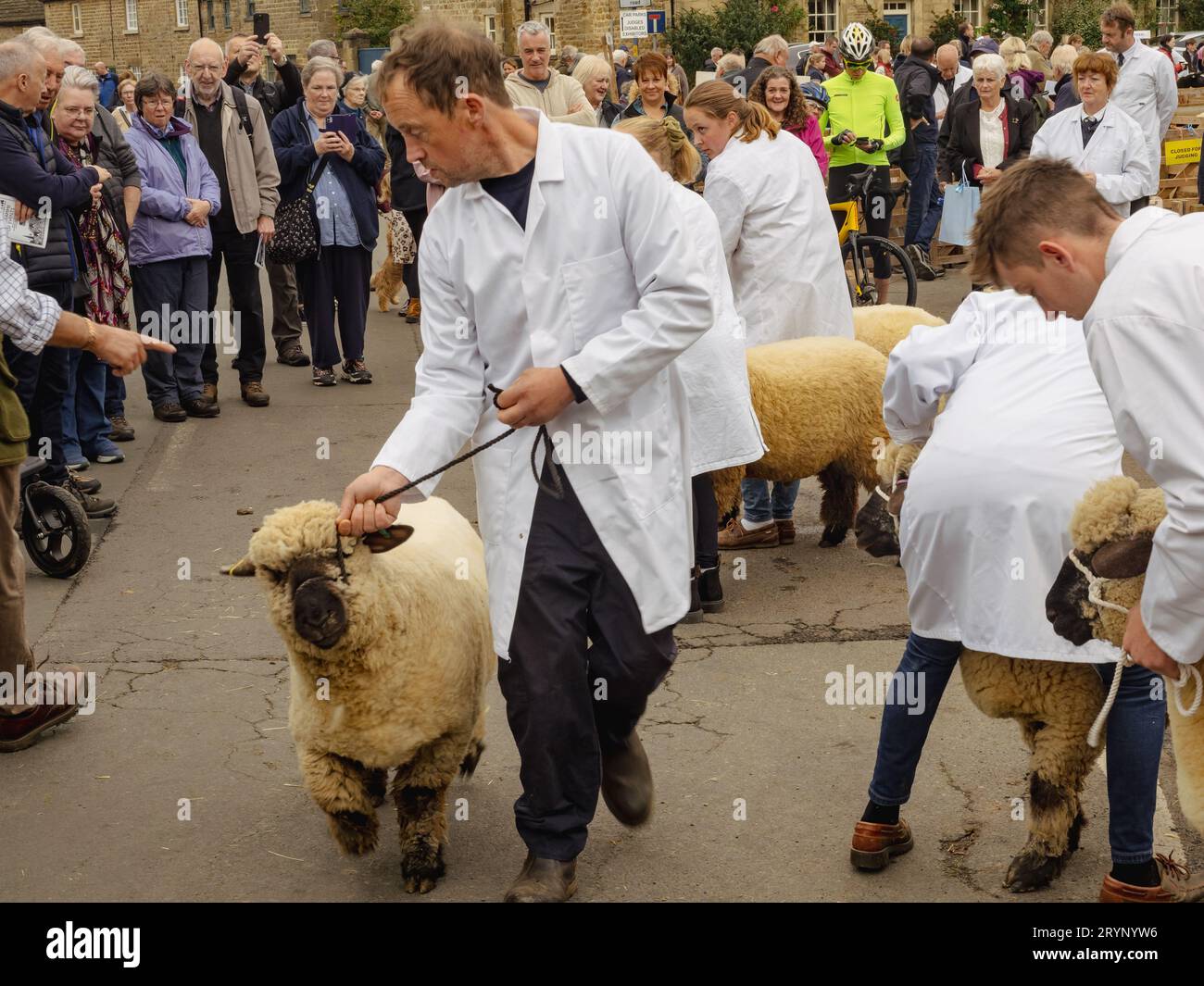 Pecore che giudicano alla Masham Sheep Fair Foto Stock