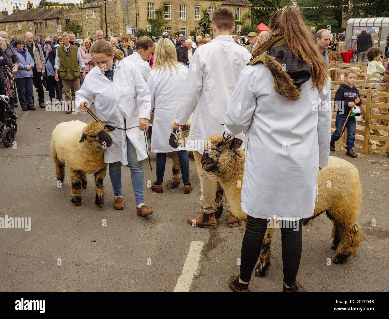 Pecore che giudicano alla Masham Sheep Fair Foto Stock