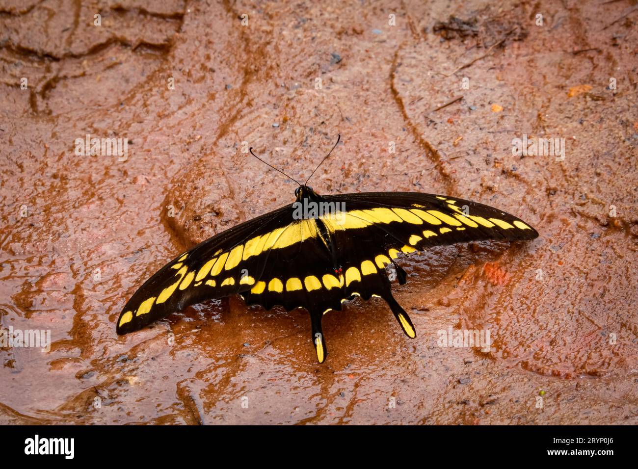 Primo piano di una farfalla marrone e nera con ali spalmate su una superficie di argilla bagnata, Caraca Natural Foto Stock